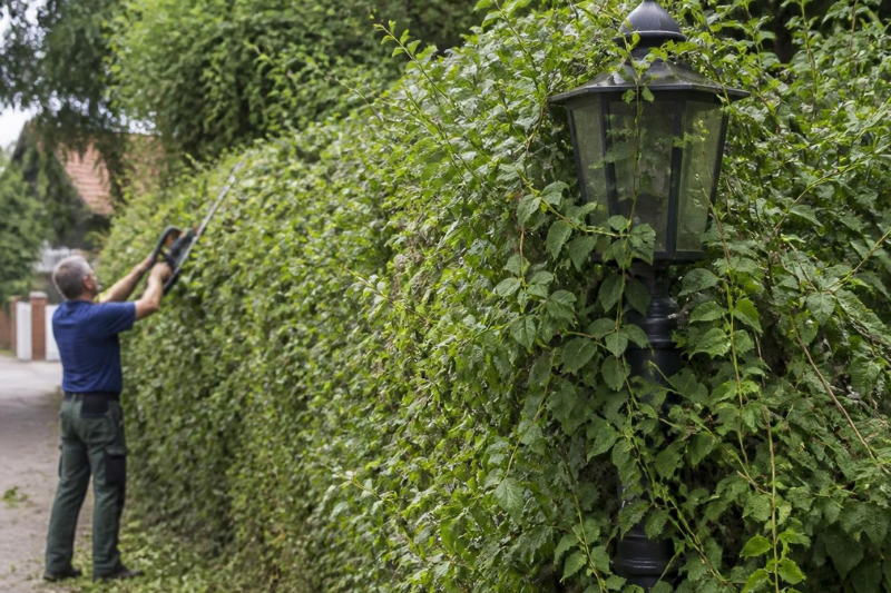Mann schneidet Hecke mit zugewachsener Laterne Mann schneidet Hecke mit zugewachsener Laterne
