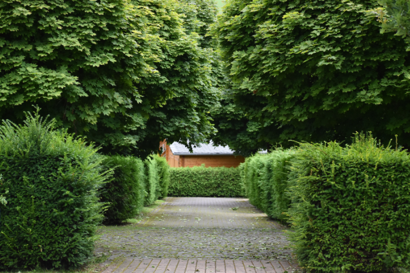 Hecke und Fußgängerweg
